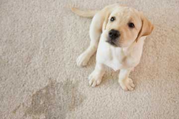 will a rug doctor remove dog urine